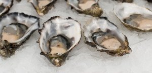 How to Harvest Oysters