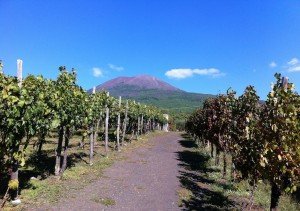 Vineyard in the shadow of Vesuvius