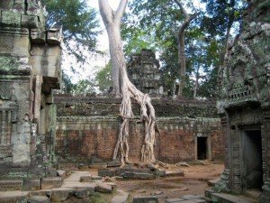 Visit of Ta Prohm on a culinary vacation in Cambodia