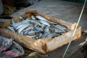Cooking vacations in Greece