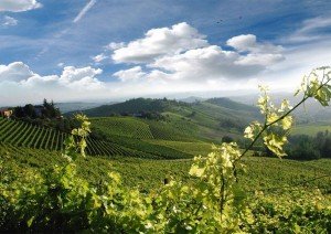 Barolo and Barbaresco vineyards in Piedmont Italy