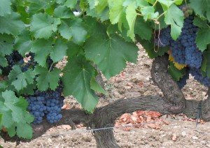 Vineyard in Provence