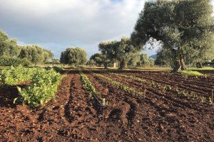 Field of vegetables at the Masseria