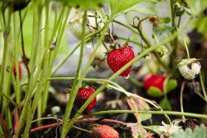 Strawberries growing in Tuscany