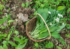 Gathering herbs in Scotland