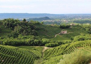 Vineyards in the Veneto region