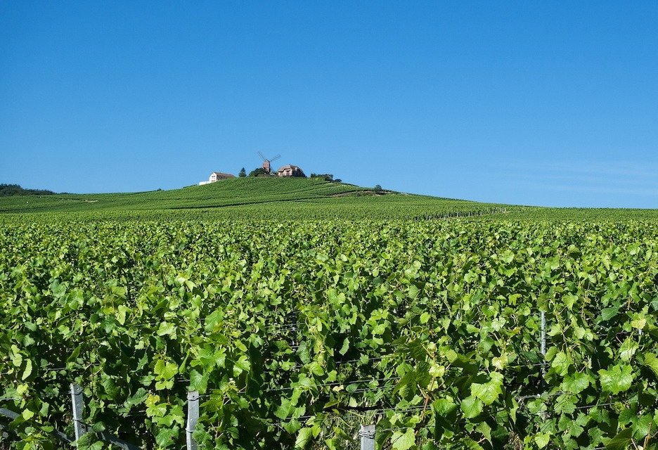 Moët & Chandon - Reims, France - Winery/Vineyard