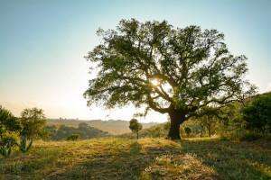 A beautiful cork oak tree in the Douro Valley on a cooking vacation in Portugal.